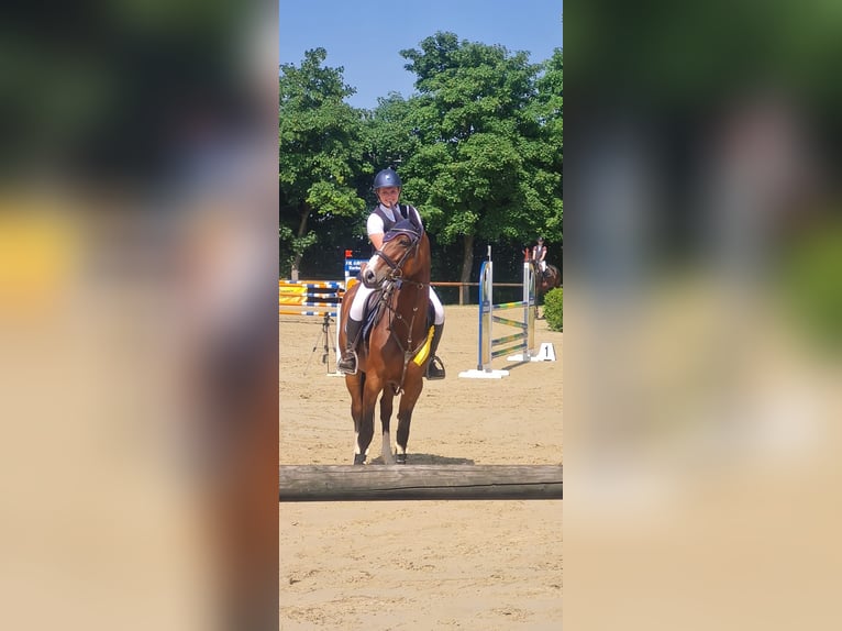 Westfale Stute 12 Jahre 162 cm Brauner in Rosenthal