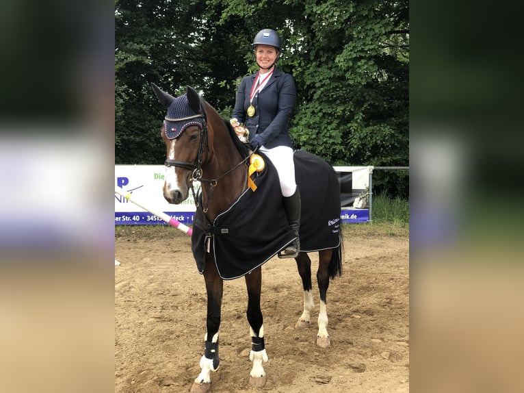Westfale Stute 12 Jahre 162 cm Brauner in Rosenthal