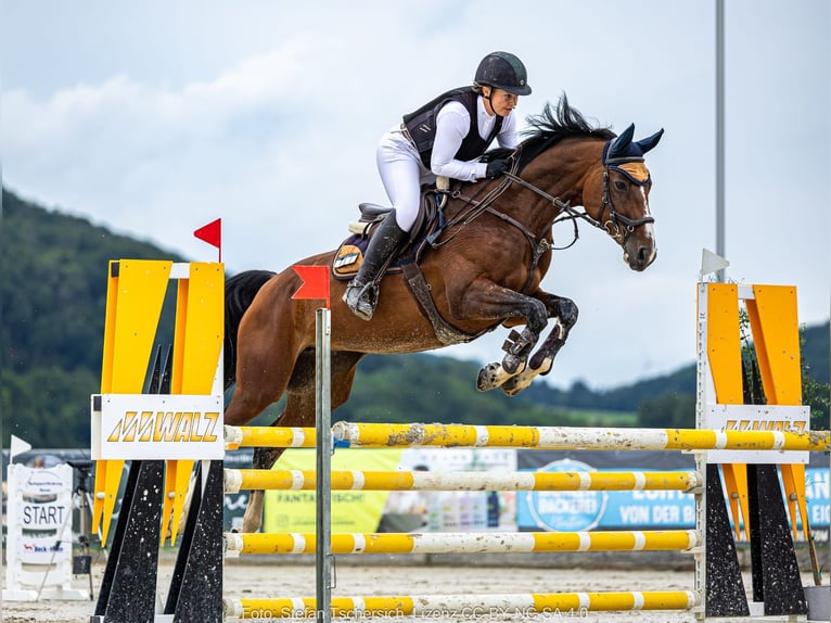 Westfale Stute 12 Jahre 162 cm Brauner in Rosenthal