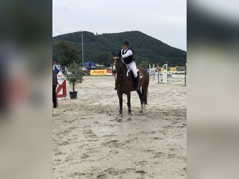 Westfale Stute 12 Jahre 162 cm Brauner in Rosenthal