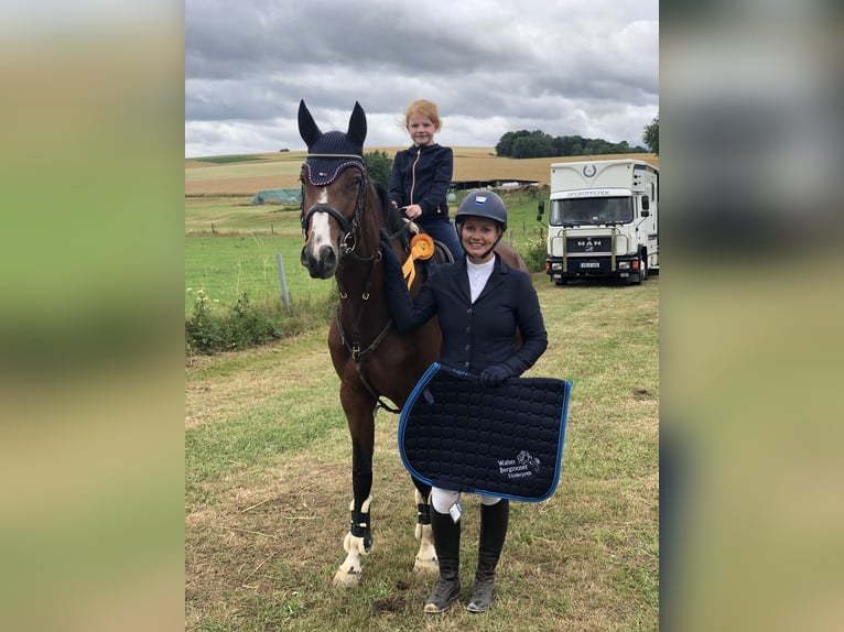 Westfale Stute 12 Jahre 162 cm Brauner in Rosenthal