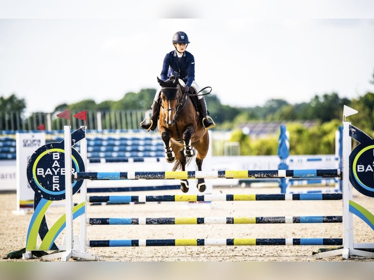 Westfale Stute 12 Jahre 162 cm Rotbrauner in Oława