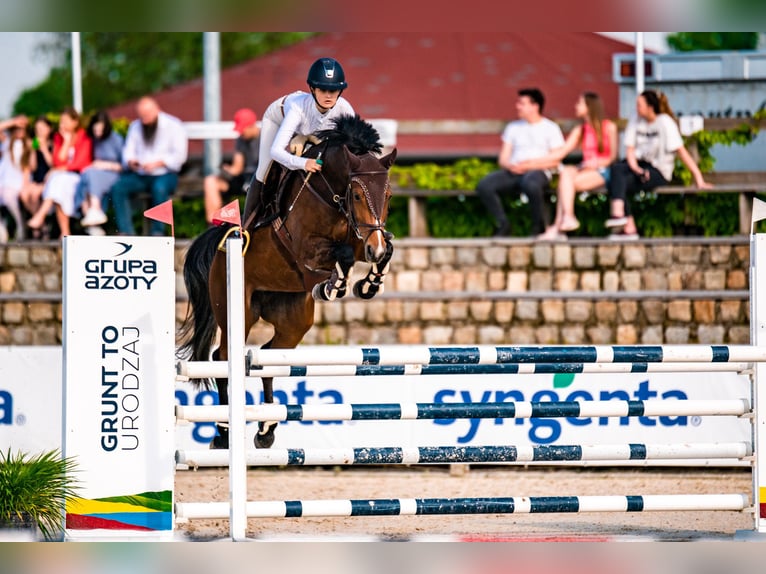 Westfale Stute 12 Jahre 162 cm Rotbrauner in Oława