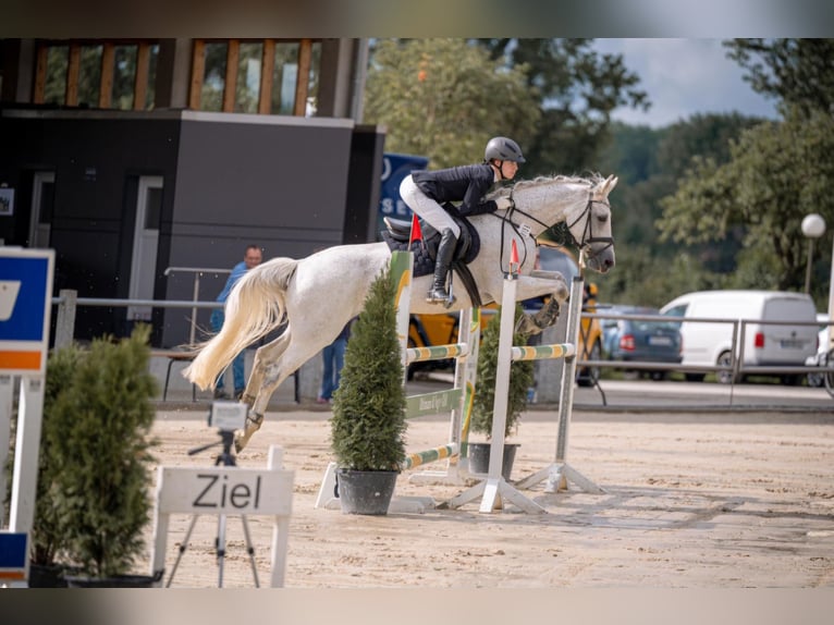 Westfale Stute 12 Jahre 162 cm Schimmel in Sendenhorst