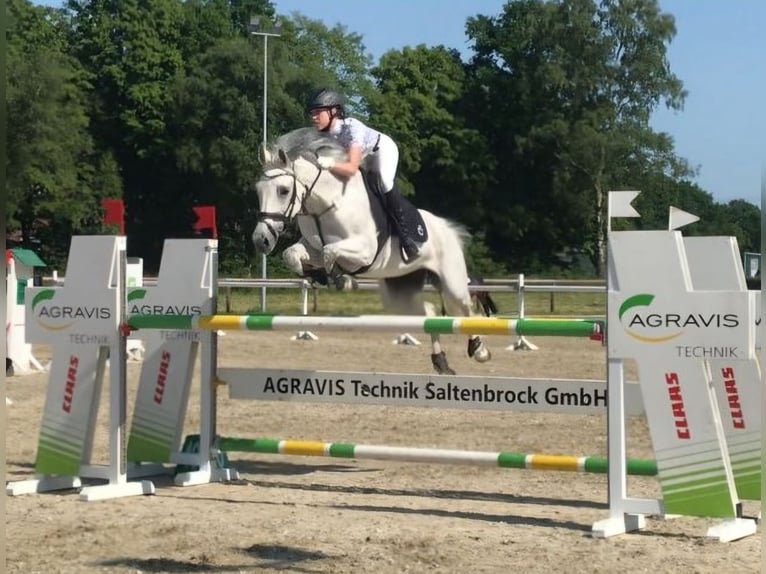 Westfale Stute 12 Jahre 162 cm Schimmel in Sendenhorst