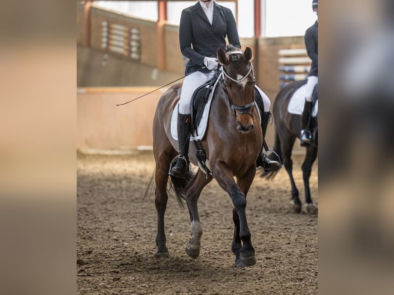 Westfale Stute 12 Jahre 163 cm Brauner in Harsewinkel