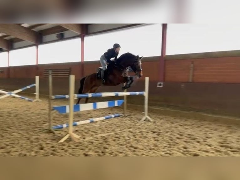 Westfale Stute 12 Jahre 163 cm Brauner in Harsewinkel