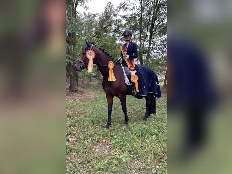 Westfale Stute 12 Jahre 163 cm Brauner in Zerbst