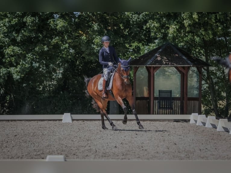 Westfale Stute 12 Jahre 163 cm Brauner in Zerbst