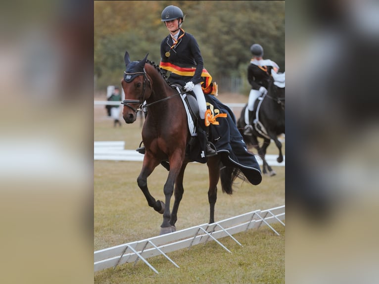 Westfale Stute 12 Jahre 163 cm Brauner in Zerbst