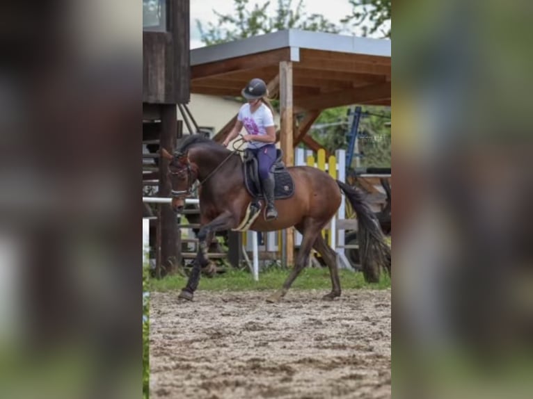 Westfale Stute 12 Jahre 164 cm Brauner in Wilnsdorf