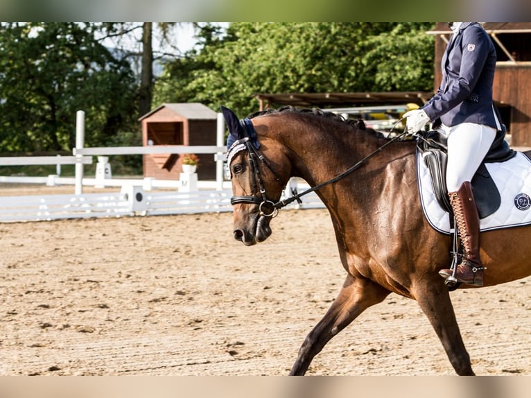 Westfale Stute 12 Jahre 164 cm Brauner in Wilnsdorf