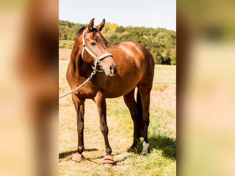 Westfale Stute 12 Jahre 164 cm Brauner in Wilnsdorf
