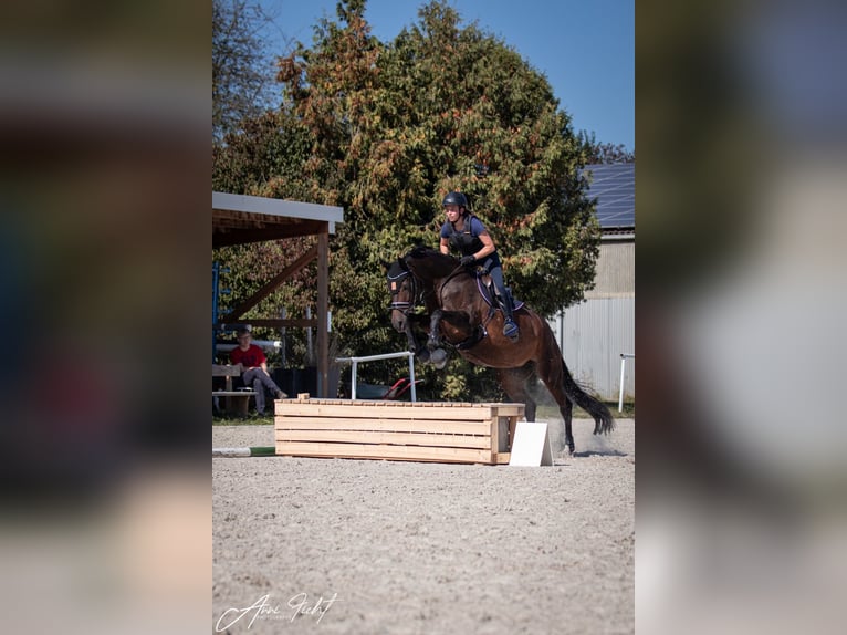 Westfale Stute 12 Jahre 164 cm Brauner in Wilnsdorf