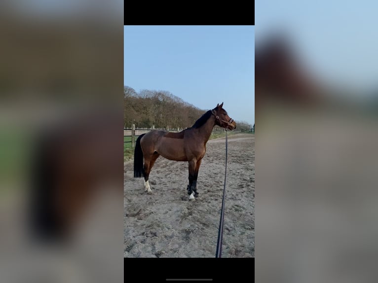 Westfale Stute 12 Jahre 164 cm Brauner in Voerde