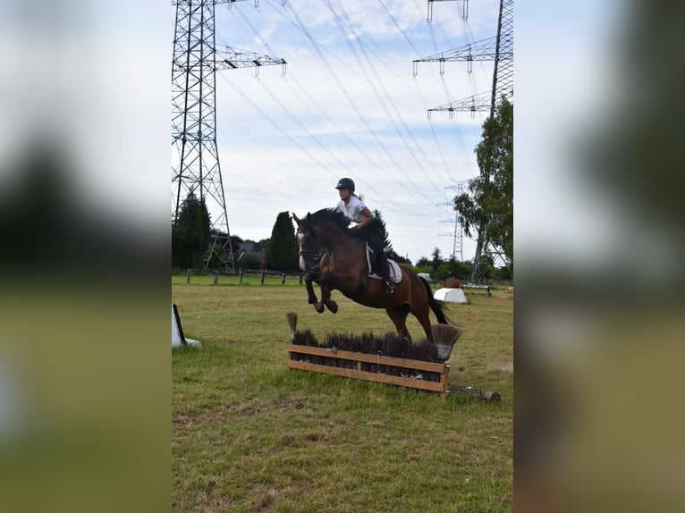Westfale Stute 12 Jahre 164 cm Brauner in Voerde