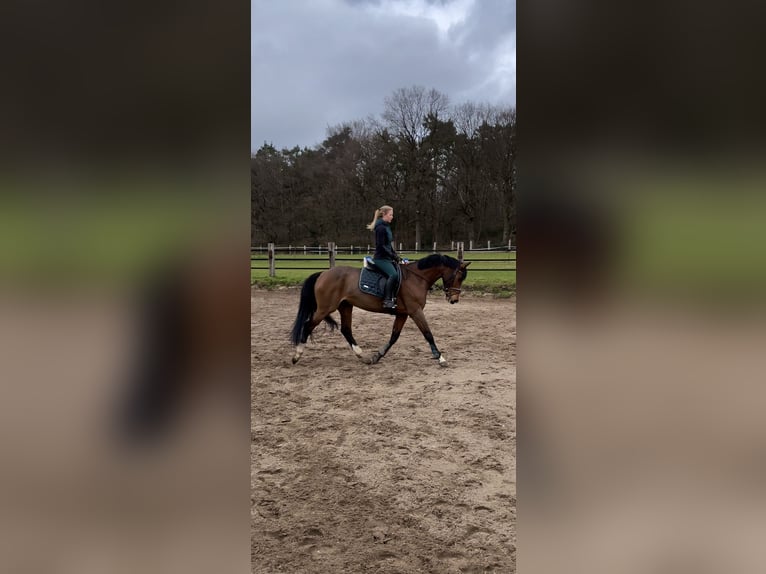 Westfale Stute 12 Jahre 164 cm Brauner in Voerde