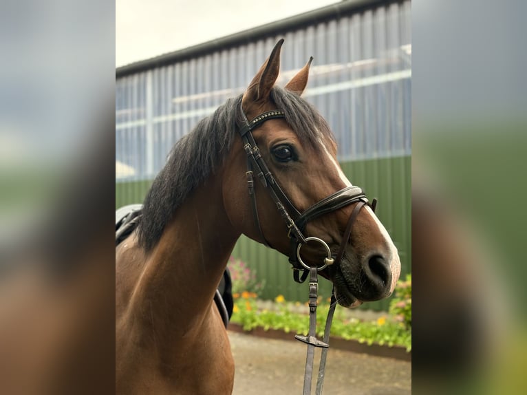 Westfale Stute 12 Jahre 164 cm Brauner in Voerde