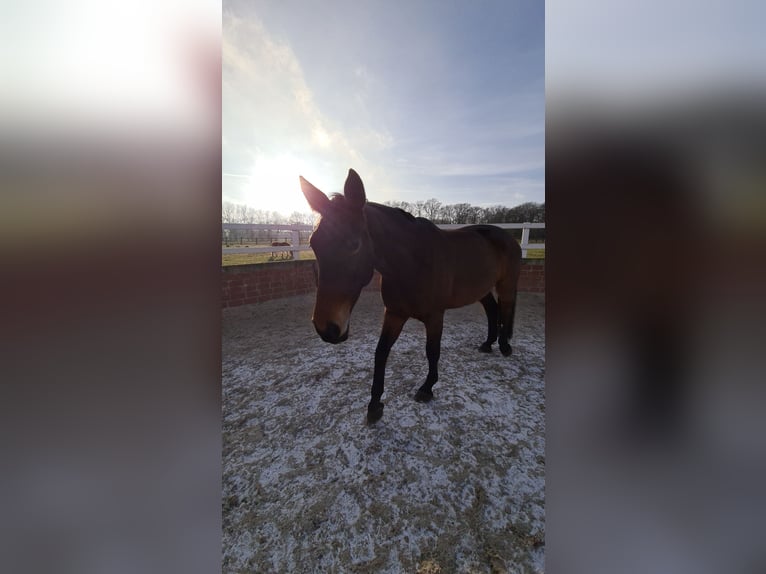 Westfale Stute 12 Jahre 165 cm Brauner in Rheine