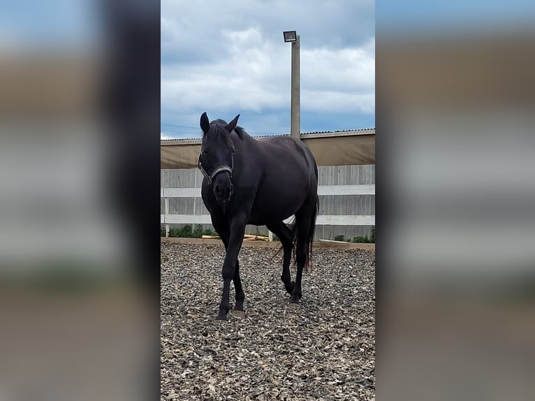 Westfale Stute 12 Jahre 165 cm Rappe in Marienberg