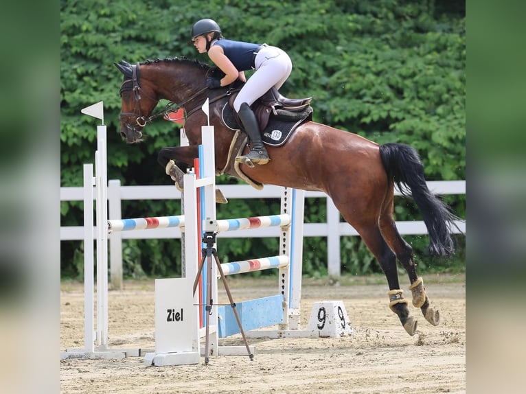 Westfale Stute 12 Jahre 166 cm Brauner in Wetter (Ruhr)