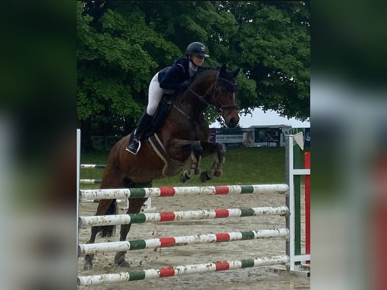 Westfale Stute 12 Jahre 166 cm Brauner in Wetter (Ruhr)