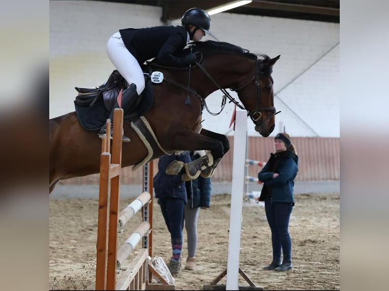 Westfale Stute 12 Jahre 166 cm Brauner in Wetter (Ruhr)
