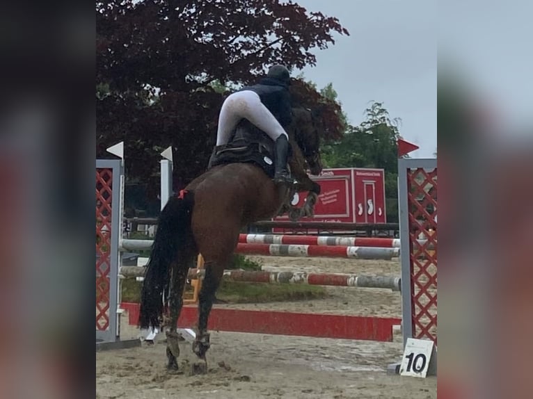 Westfale Stute 12 Jahre 166 cm Brauner in Wetter (Ruhr)