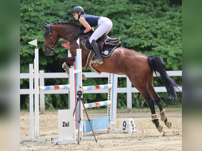 Westfale Stute 12 Jahre 166 cm Brauner in Wetter (Ruhr)