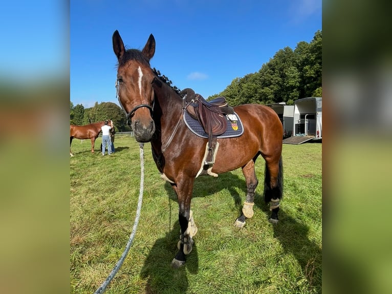 Westfale Stute 12 Jahre 166 cm Brauner in Wetter (Ruhr)