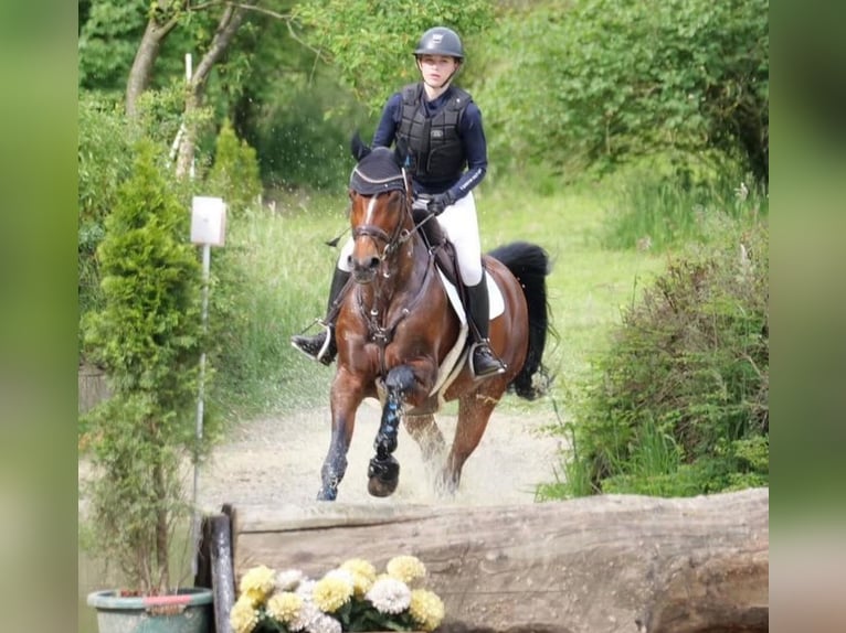 Westfale Stute 12 Jahre 166 cm Brauner in Wetter (Ruhr)