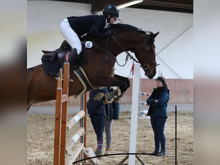 Westfale Stute 12 Jahre 166 cm Brauner in Wetter (Ruhr)