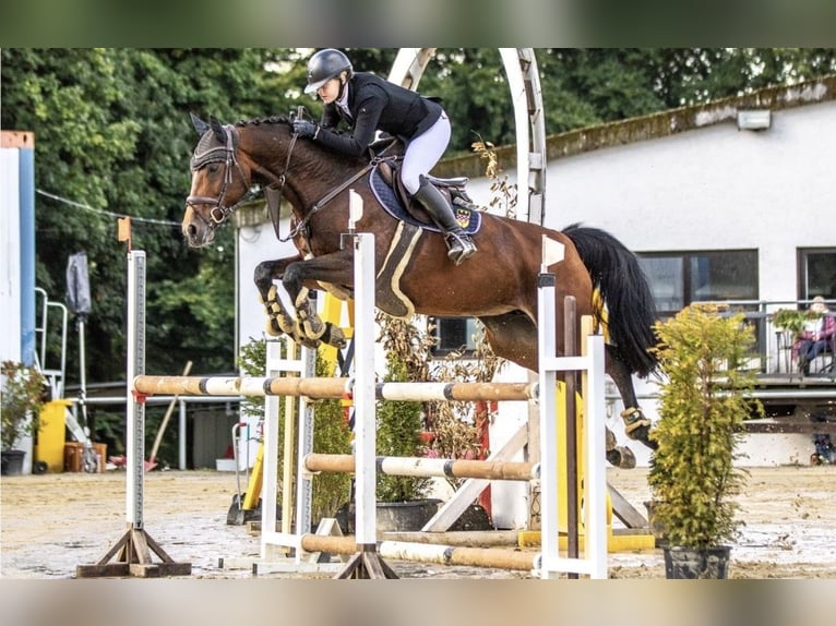 Westfale Stute 12 Jahre 166 cm Brauner in Wetter (Ruhr)