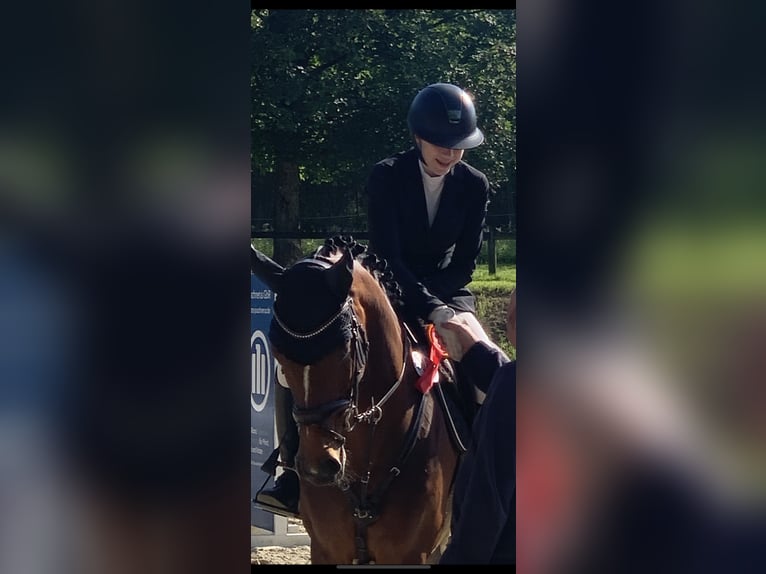 Westfale Stute 12 Jahre 166 cm Brauner in Wetter (Ruhr)