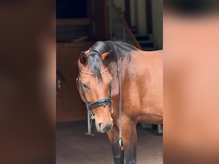 Westfale Stute 12 Jahre 167 cm Brauner in Ebergötzen