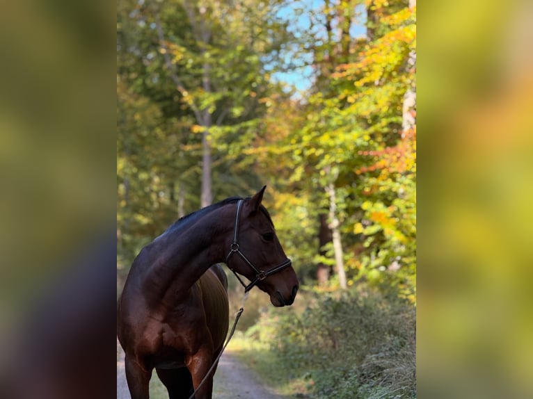 Westfale Stute 12 Jahre 167 cm Brauner in Ebergötzen