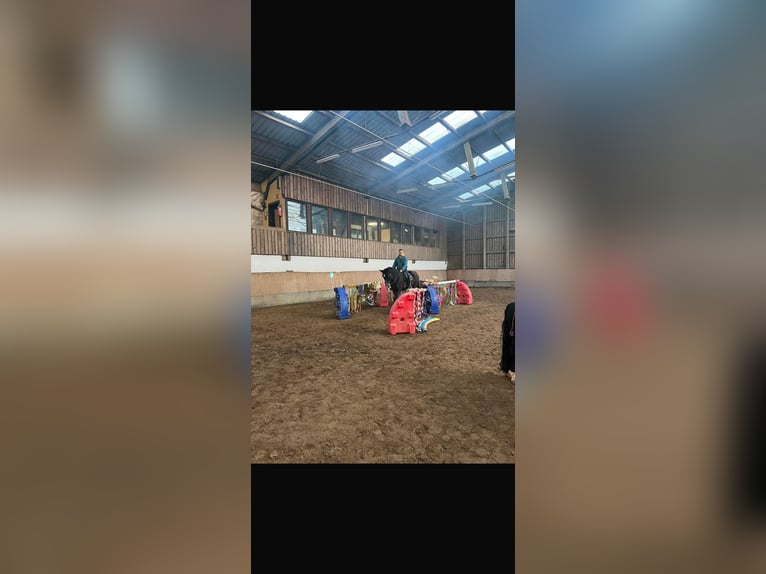 Westfale Stute 12 Jahre 167 cm Dunkelbrauner in Insheim