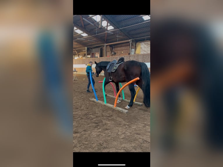 Westfale Stute 12 Jahre 167 cm Dunkelbrauner in Insheim