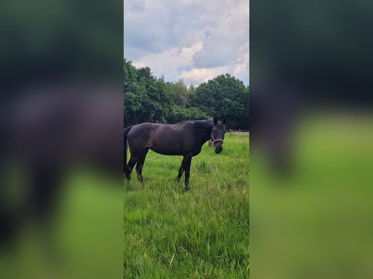 Westfale Stute 12 Jahre 167 cm Dunkelbrauner in Hamm
