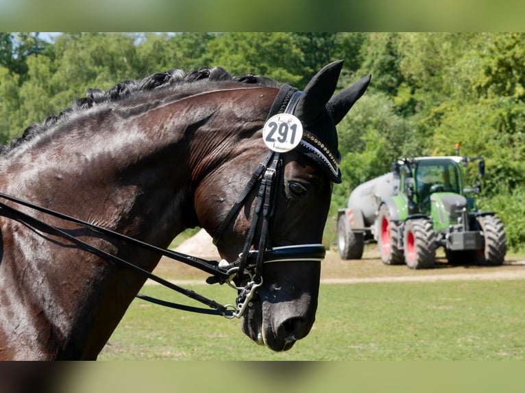Westfale Stute 12 Jahre 167 cm Rappe in Linnich