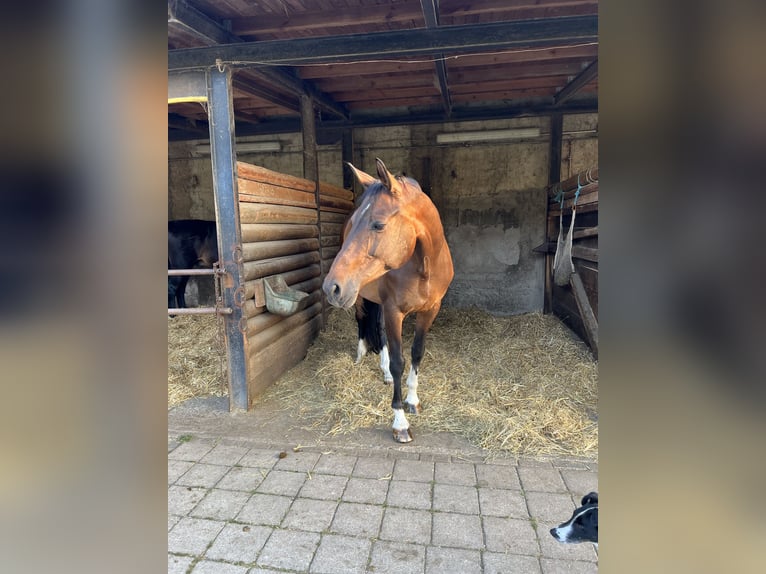 Westfale Stute 12 Jahre 168 cm Brauner in Jena