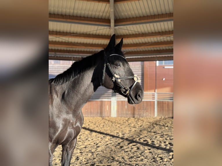 Westfale Stute 12 Jahre 168 cm Rappe in Buchen (Odenwald)