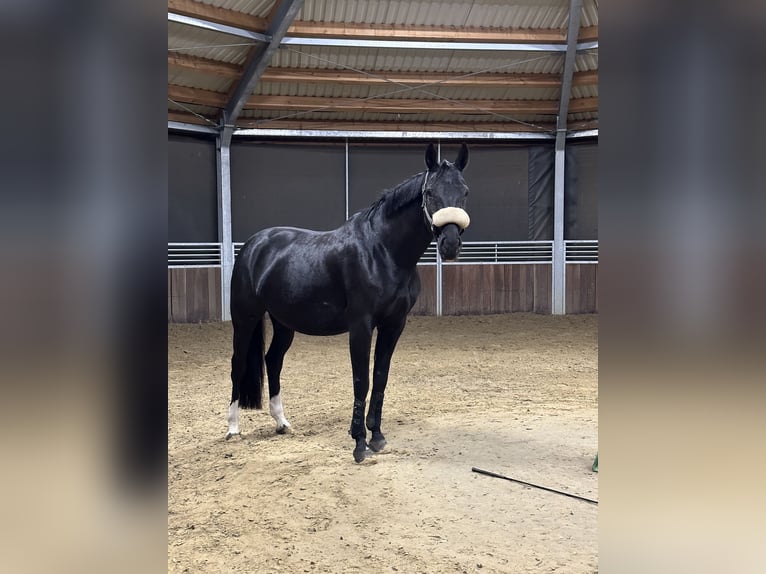 Westfale Stute 12 Jahre 168 cm Rappe in Buchen (Odenwald)