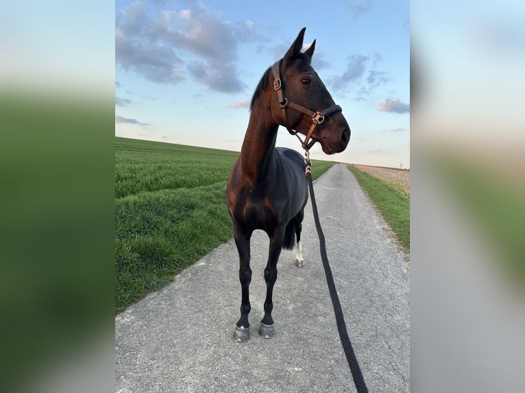 Westfale Stute 12 Jahre 168 cm Rappe in Buchen (Odenwald)