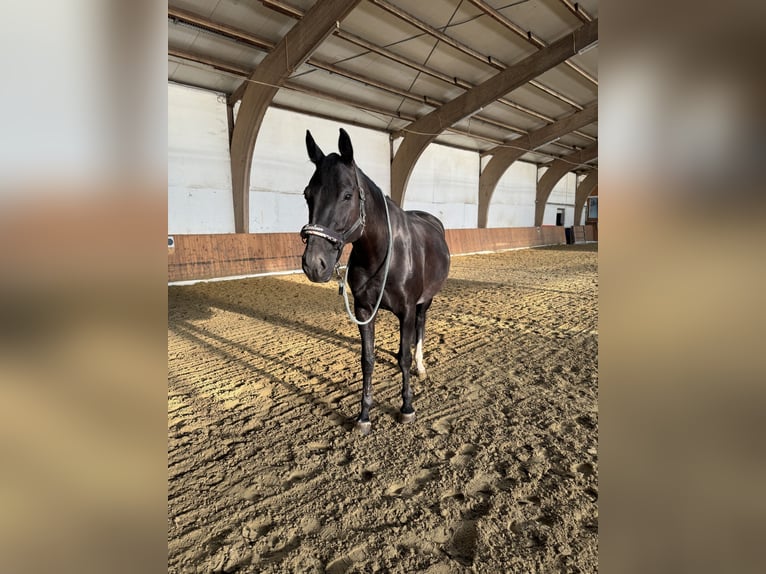 Westfale Stute 12 Jahre 168 cm Rappe in Buchen (Odenwald)