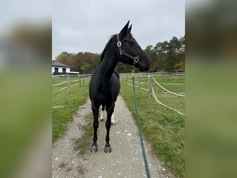 Westfale Stute 12 Jahre 168 cm Rappe in Buchen (Odenwald)