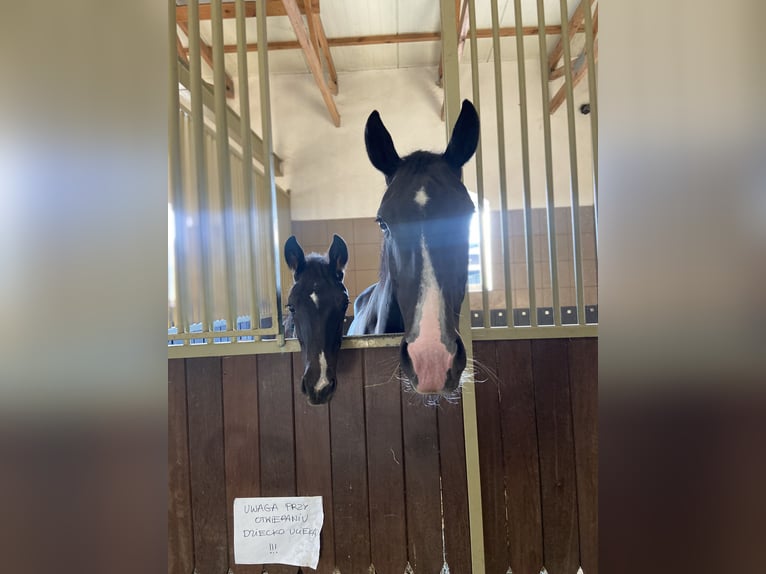 Westfale Stute 12 Jahre 168 cm Rappe in Puszcza Mariańska