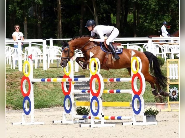 Westfale Stute 12 Jahre 168 cm Rotbrauner in Naas