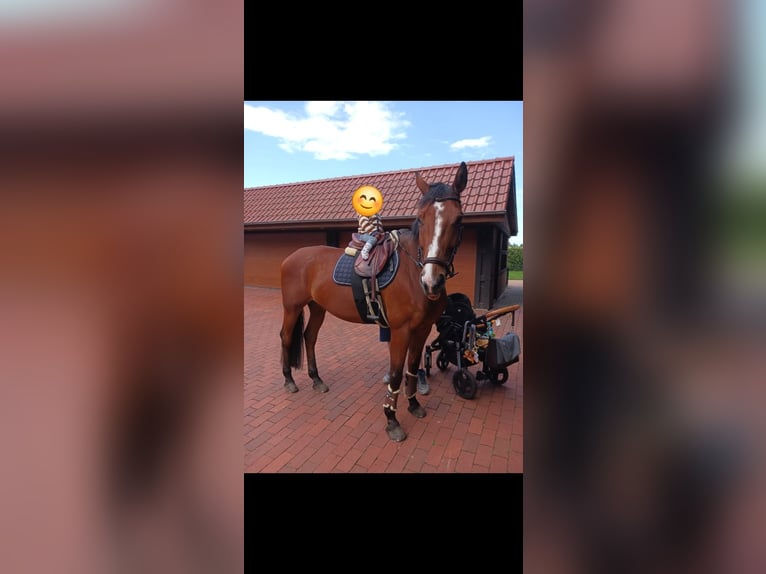 Westfale Stute 12 Jahre 169 cm Brauner in Bad Laer