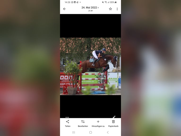 Westfale Stute 12 Jahre 169 cm Brauner in Bad Laer